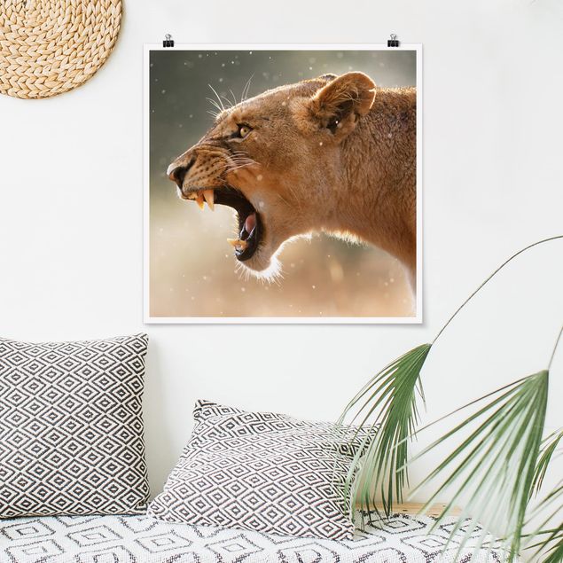 Wandbilder Löwen Löwin auf der Jagd