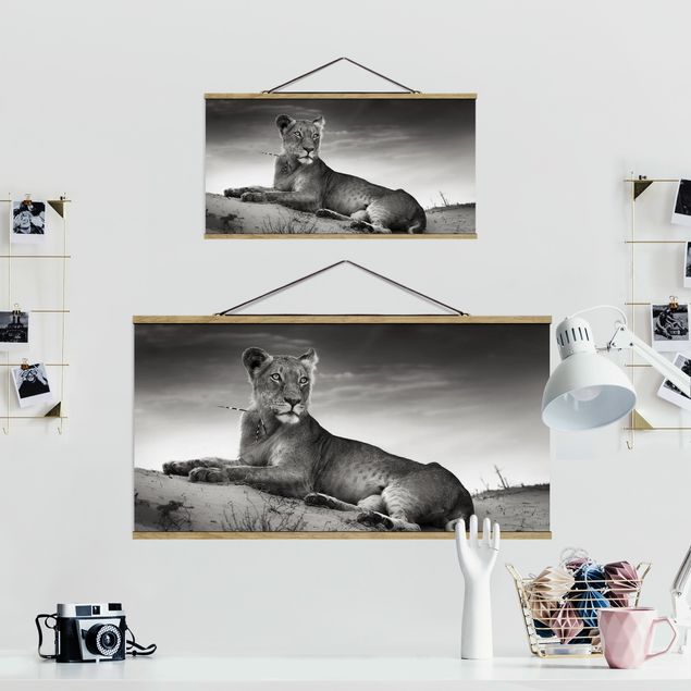 Wandbilder Schwarz-Weiß Resting Lion