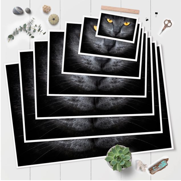 Poster kaufen Cats Gaze