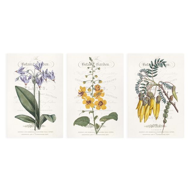 Bilder Botanisches Tableau Set I