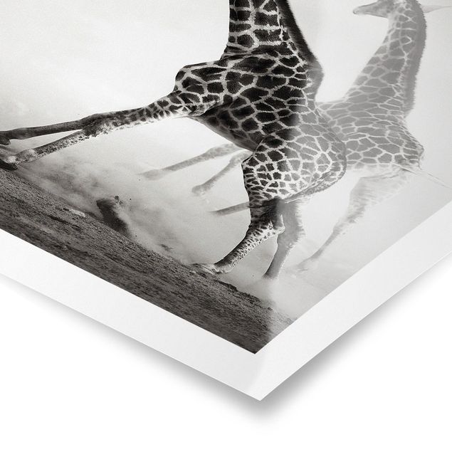 Wandbilder Schwarz-Weiß Giraffenjagd