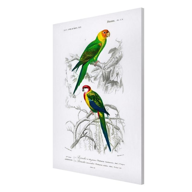 Wandbilder Floral Vintage Lehrtafel Zwei Papageien Grün Rot