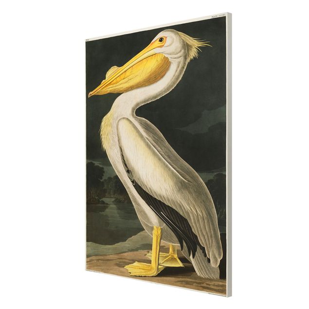 Wandbilder Retro Vintage Lehrtafel Weißer Pelikan