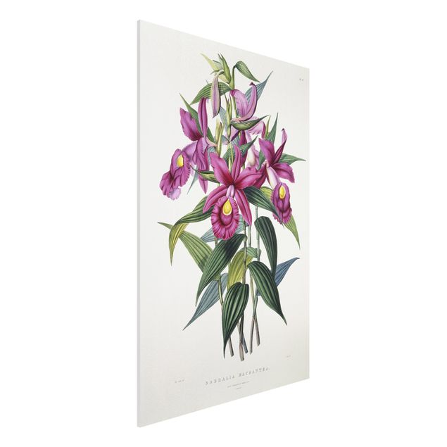 Wandbilder Orchideen Maxim Gauci - Orchidee I