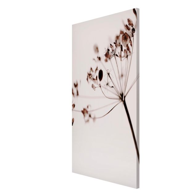 Wandbilder Floral Makroaufnahme Trockenblume im Schatten