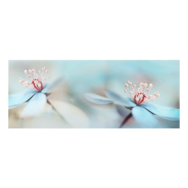 Spritzschutz Glas - Blüten in Hellblau - Panorama - 5:2