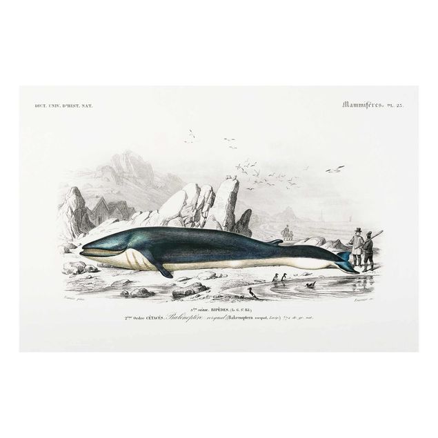 Wandbilder Blau Vintage Lehrtafel Blauer Wal