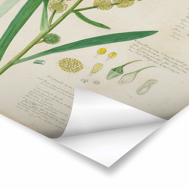 Poster bestellen Vintage Botanik Zeichnung Gräser IV