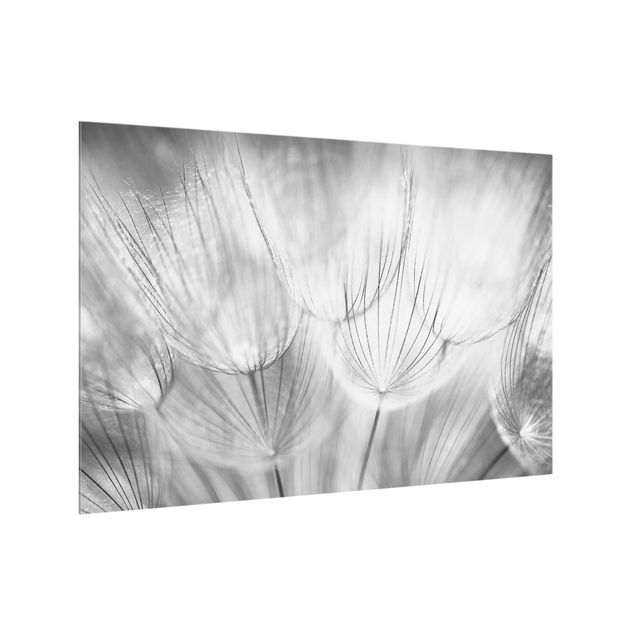 Küchenspiegel Glas Pusteblumen Makroaufnahme in schwarz weiß