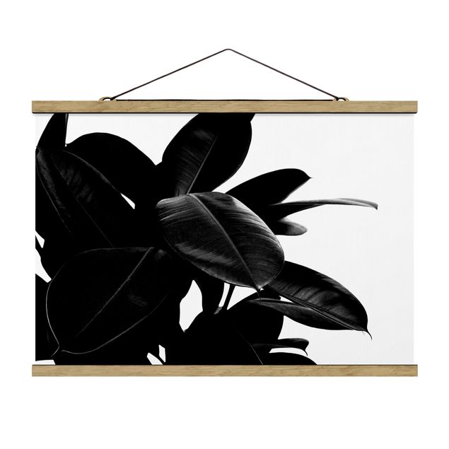 Wandbilder Kunstdrucke Gummibaum Blätter Schwarz Weiß