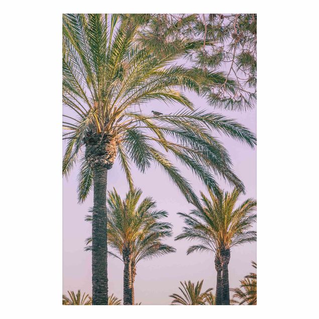 Wandbilder Landschaften Palmen im Sonnenuntergang