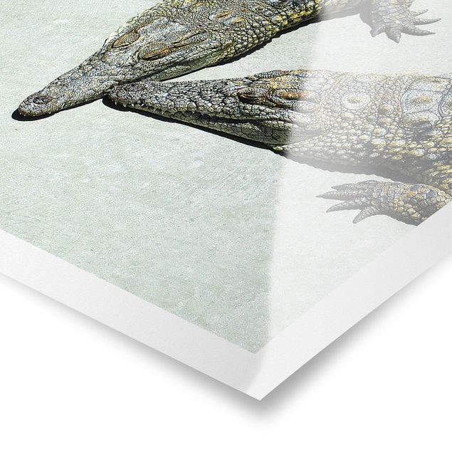 Poster kaufen Crocodile Romance