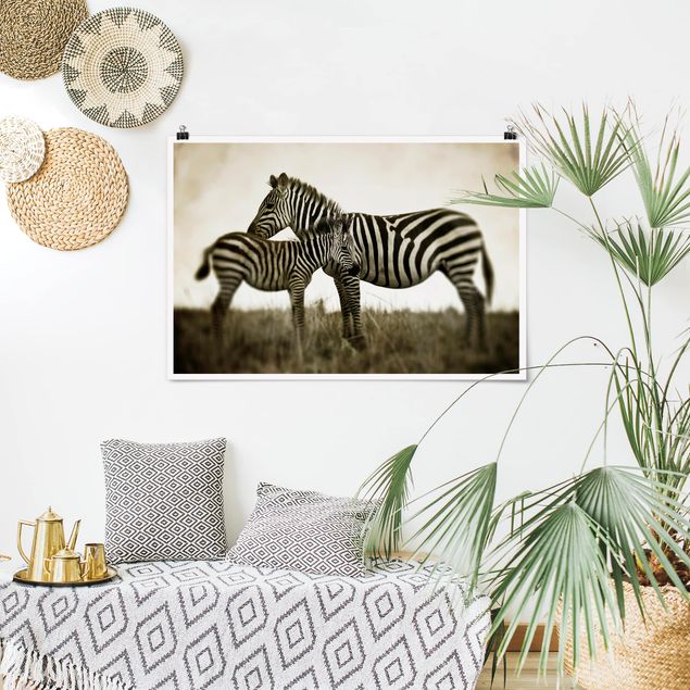 Poster schwarz-weiß Zebrapaar