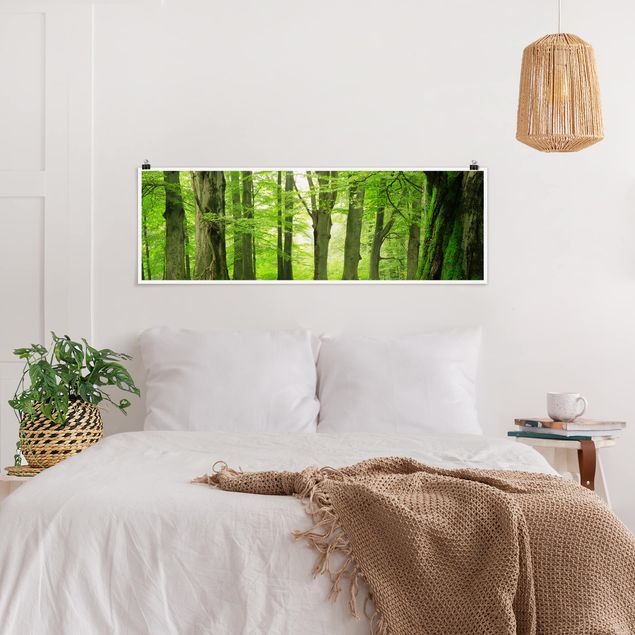 Wandbilder Landschaften Mighty Beech Trees