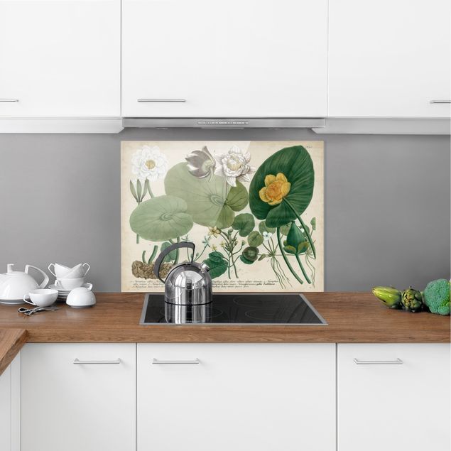 Glasrückwand Küche Blumen Vintage Illustration Weiße Wasserlilie