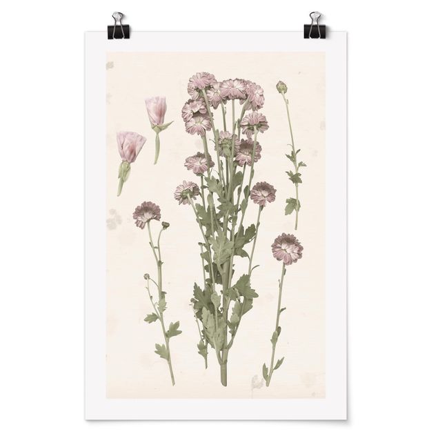 Wandbilder Blumen Herbarium in rosa I