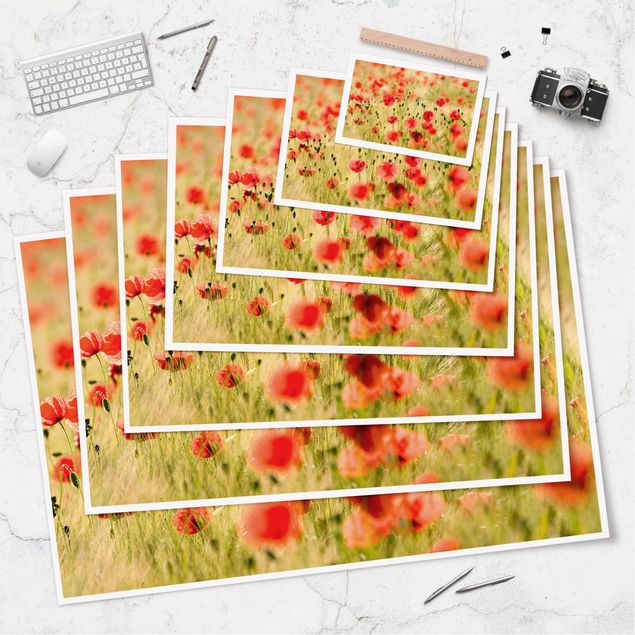 Poster Summer Poppies
