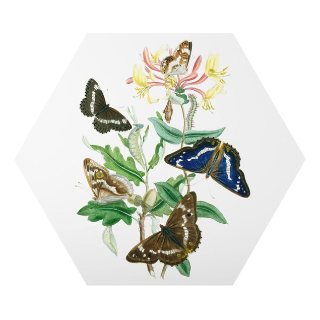 Wandbilder Modern Britische Schmetterlinge IV