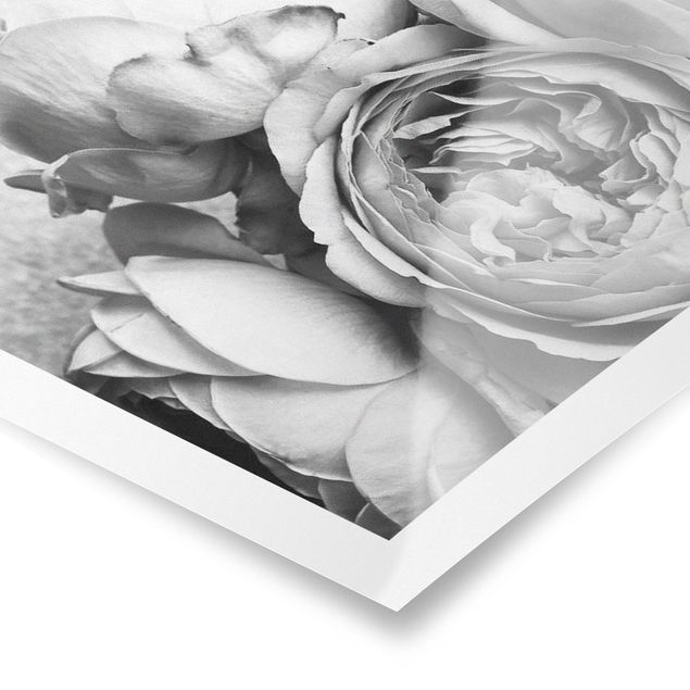 schöne Bilder Pfingstrosenblüten Schwarz Weiß