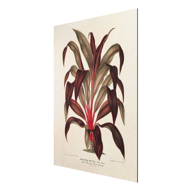 Wandbilder Floral Botanik Vintage Illustration Drachenbaum