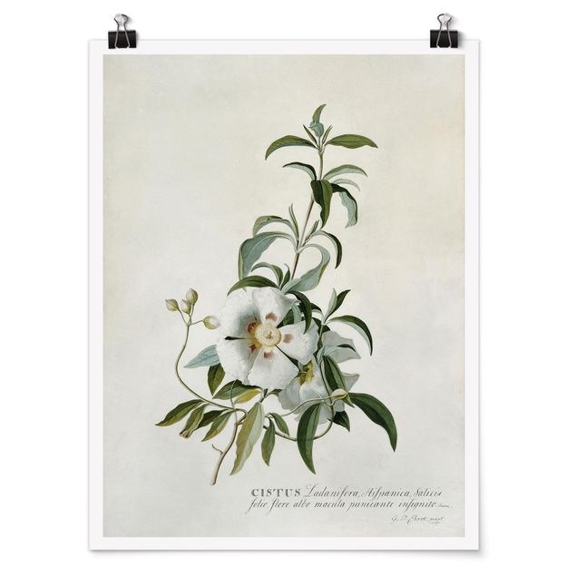 Wandbilder Floral Georg Dionysius Ehret - Zistrose