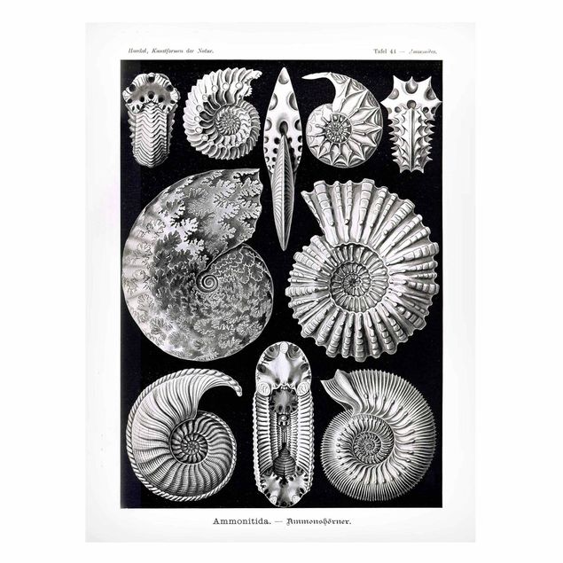 Magnettafel Tiere Vintage Lehrtafel Fossilien Schwarz Weiß