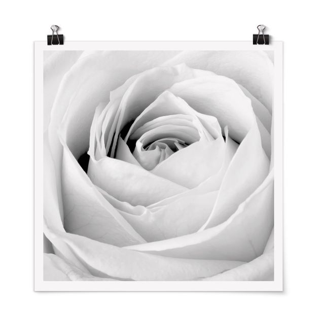 Poster Blumen Close Up Rose