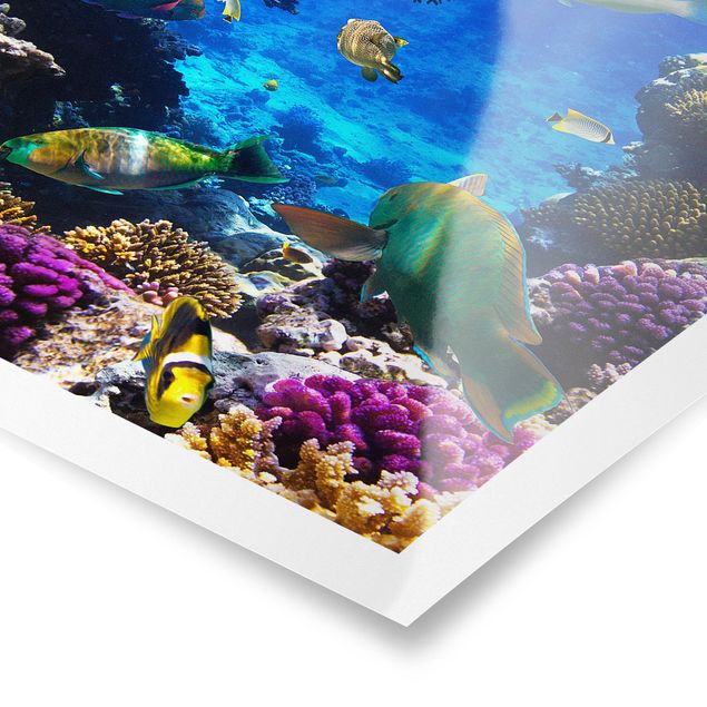 Poster Tiere Underwater Dreams