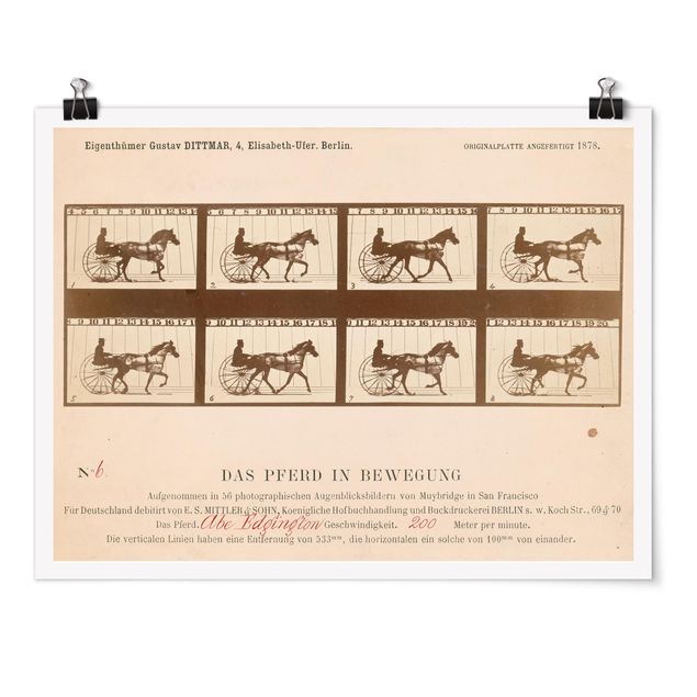 Poster Kunstdruck Eadweard Muybridge - Das Pferd in Bewegung