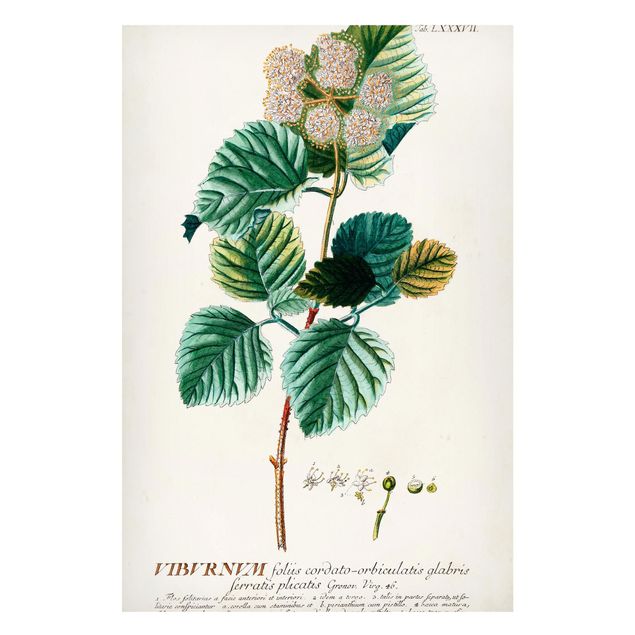 Magnettafel Blume Vintage Botanik Illustration Schneeball