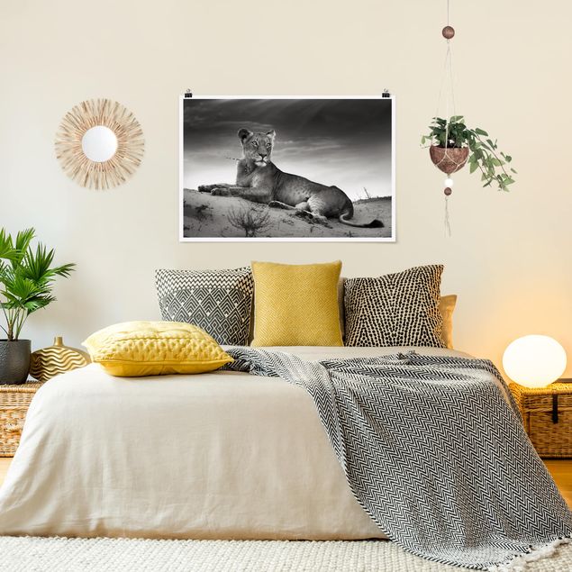 Wandbilder Löwen Resting Lion