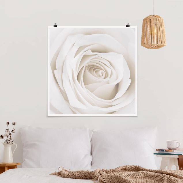 Poster mit Blumen Pretty White Rose