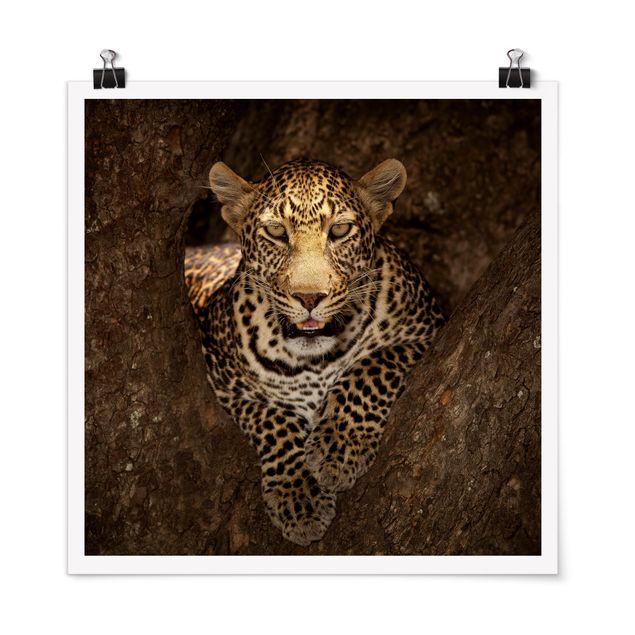 Wandbilder Afrika Leopard ruht auf einem Baum
