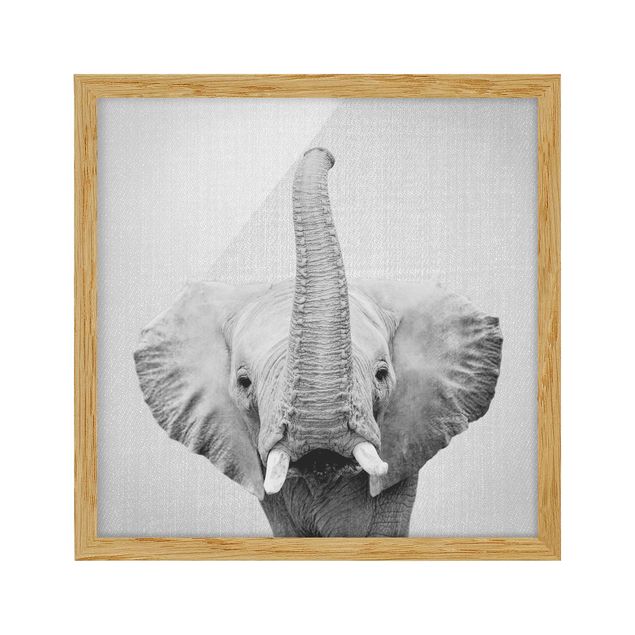 Gerahmte Bilder Tiere Elefant Ewald Schwarz Weiß