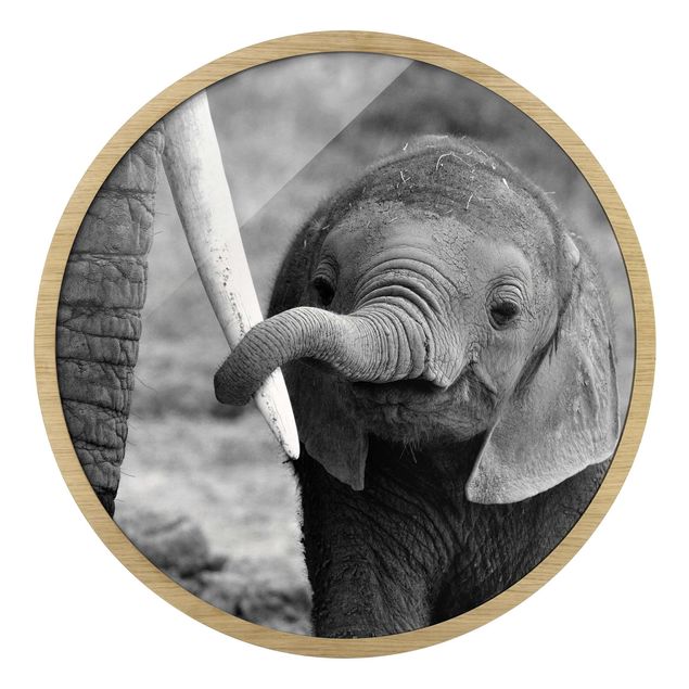 schwarz-weiß Bilder gerahmt Elefantenbaby
