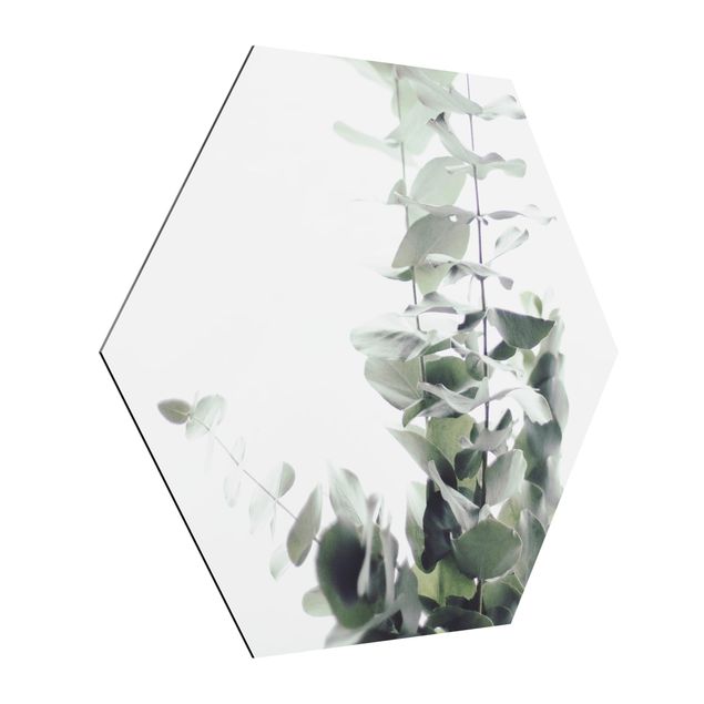 Wandbilder Modern Eukalyptus im Weißen Licht