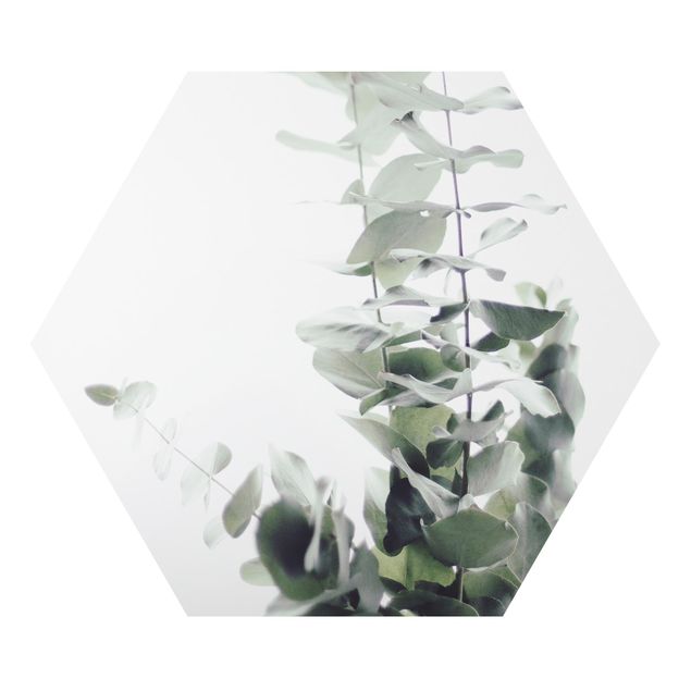 Wandbilder Grün Eukalyptus im Weißen Licht