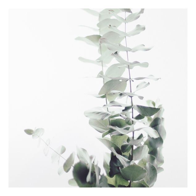 Wandbilder Floral Eukalyptus im Weißen Licht