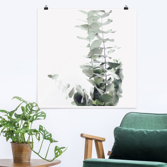 Poster Blumen Eukalyptus im Weißen Licht