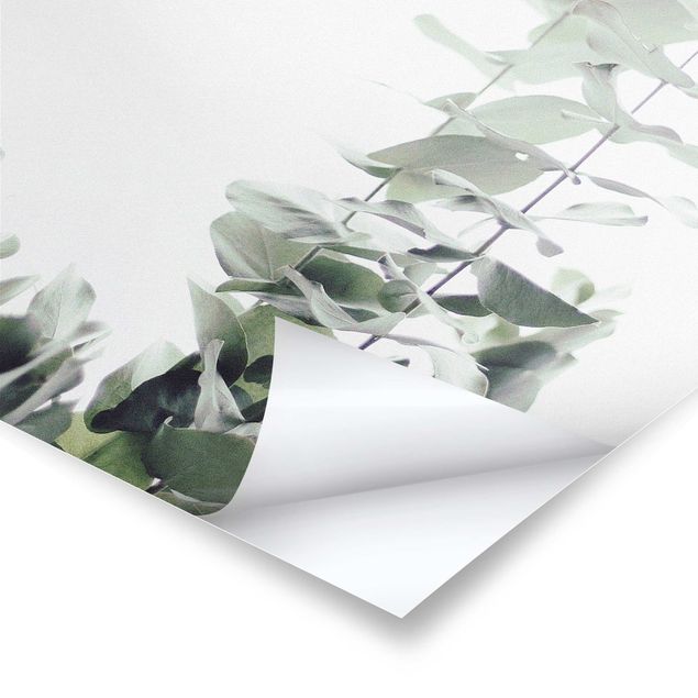 Wandbilder Eukalyptus im Weißen Licht