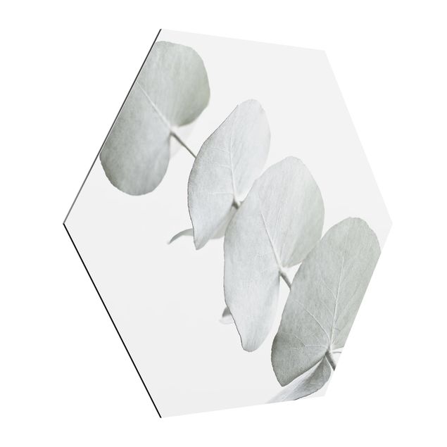 Wandbilder Modern Eukalyptuszweig im Weißen Licht