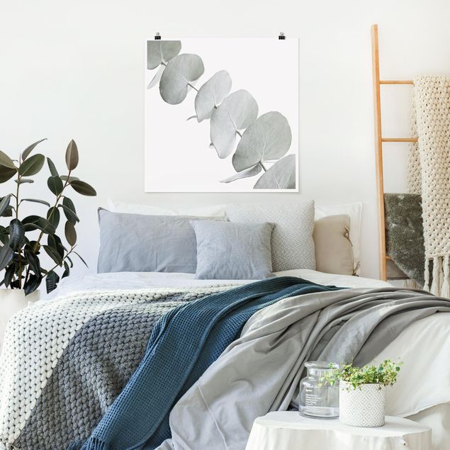 Blumen Poster Eukalyptuszweig im Weißen Licht