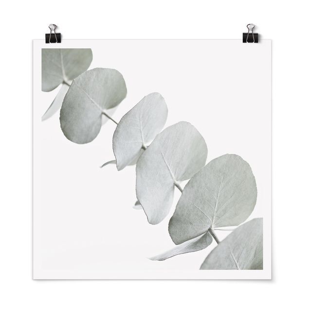 Wandbilder Blumen Eukalyptuszweig im Weißen Licht