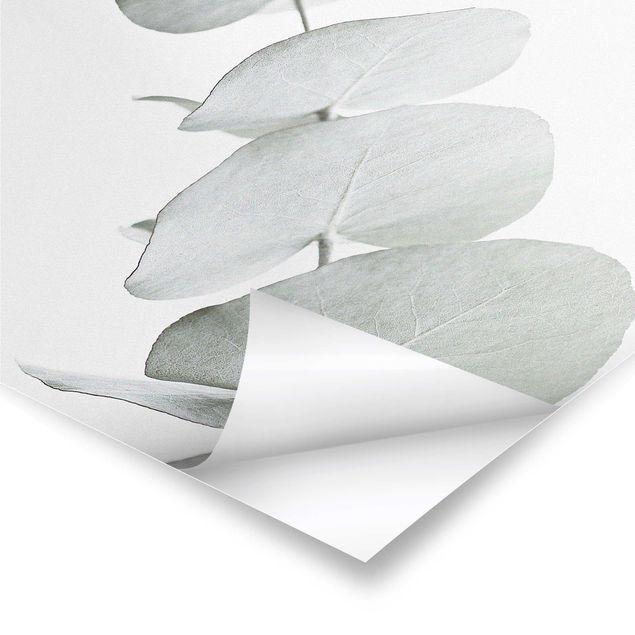 Poster Eukalyptuszweig im Weißen Licht