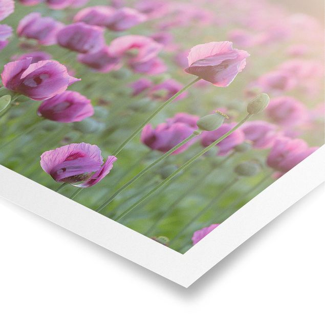 Wandbilder Blumen Violette Schlafmohn Blumenwiese im Frühling