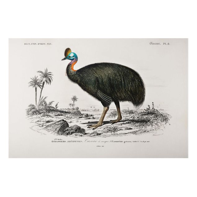 Wandbilder Landschaften Vintage Lehrtafel Emu