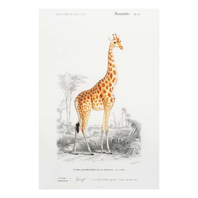 Wandbilder Retro Vintage Lehrtafel Giraffe