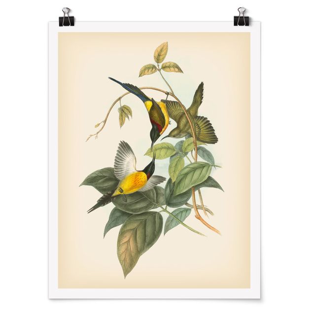 Wandbilder Blumen Vintage Illustration Tropische Vögel IV