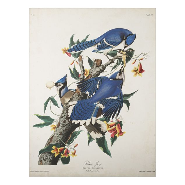 Wandbilder Floral Vintage Lehrtafel Blauer Häher