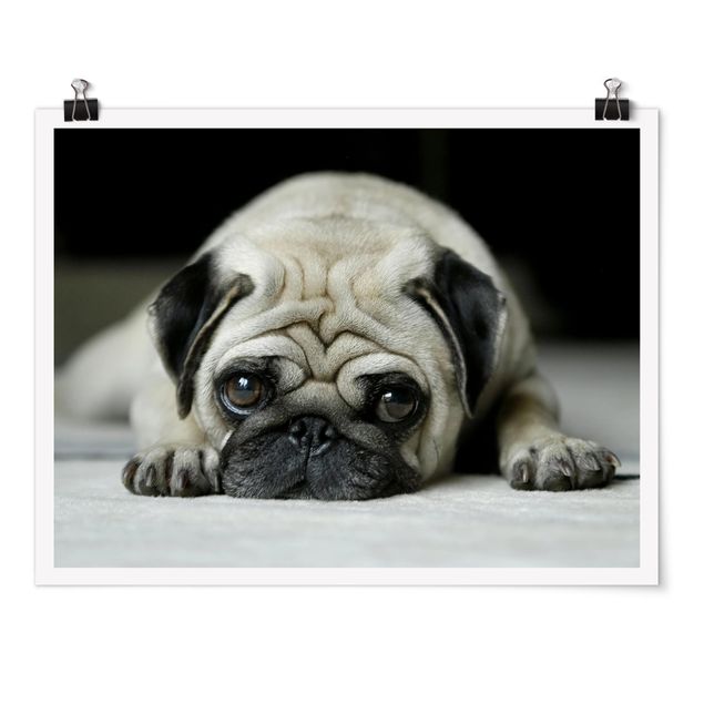 Poster Tiere Pug Loves You